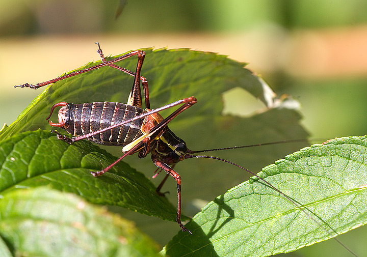 Barbitistes alpinus (Phaneropteridae)